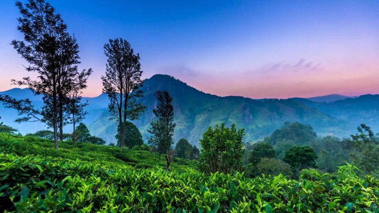 Best Things to Do in Nuwara Eliya: A Complete Travel Guide