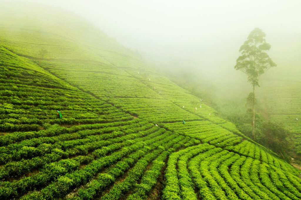 What Makes Sri Lanka Tea Plantations Unique in the World of Tea?