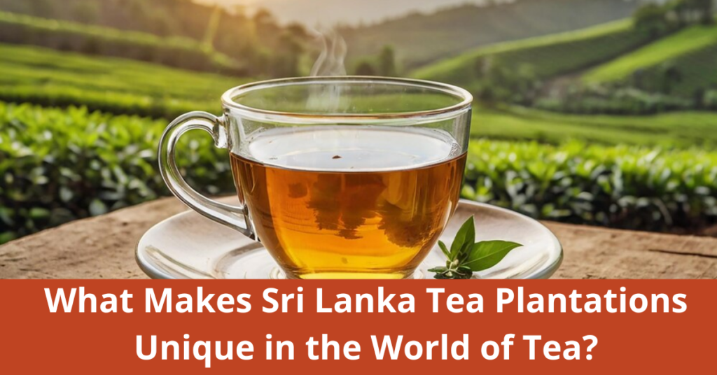 What Makes Sri Lanka Tea Plantations Unique in the World of Tea?