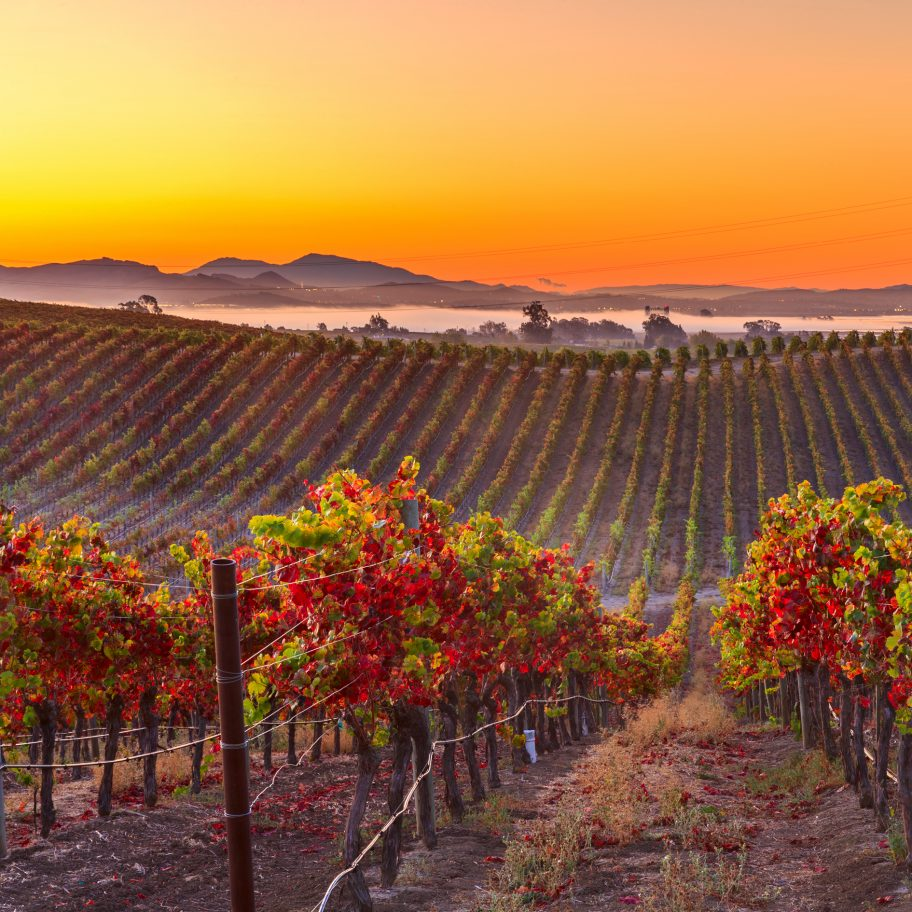 What Are the Best Wine Vacations for 2025?