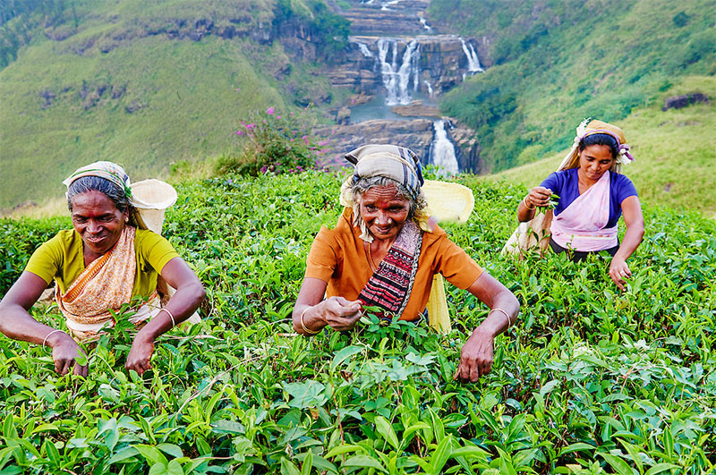 What Makes Sri Lanka Tea Plantations Unique in the World of Tea?