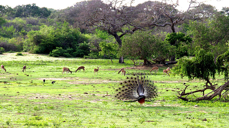 What Are the Must-See Destinations in a Sri Lanka Travel Itinerary for 10 Days?