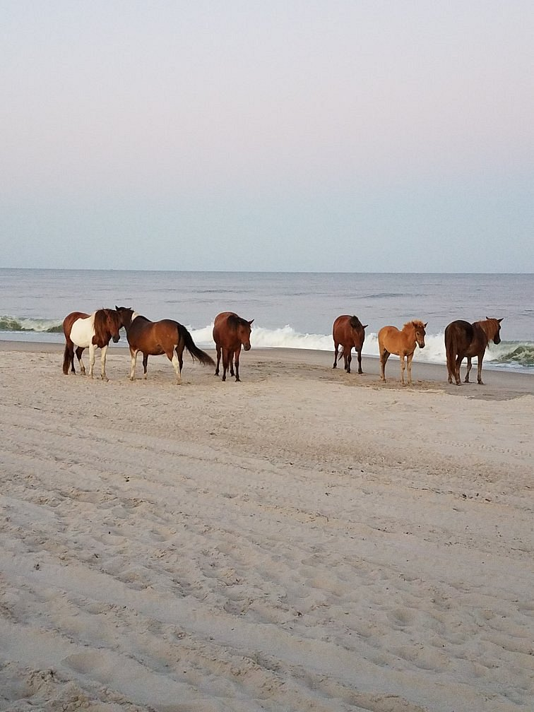 What Are the Best Beaches in Maryland for Families?