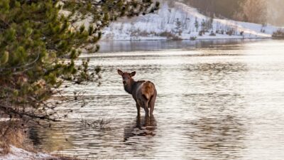 elk rock island