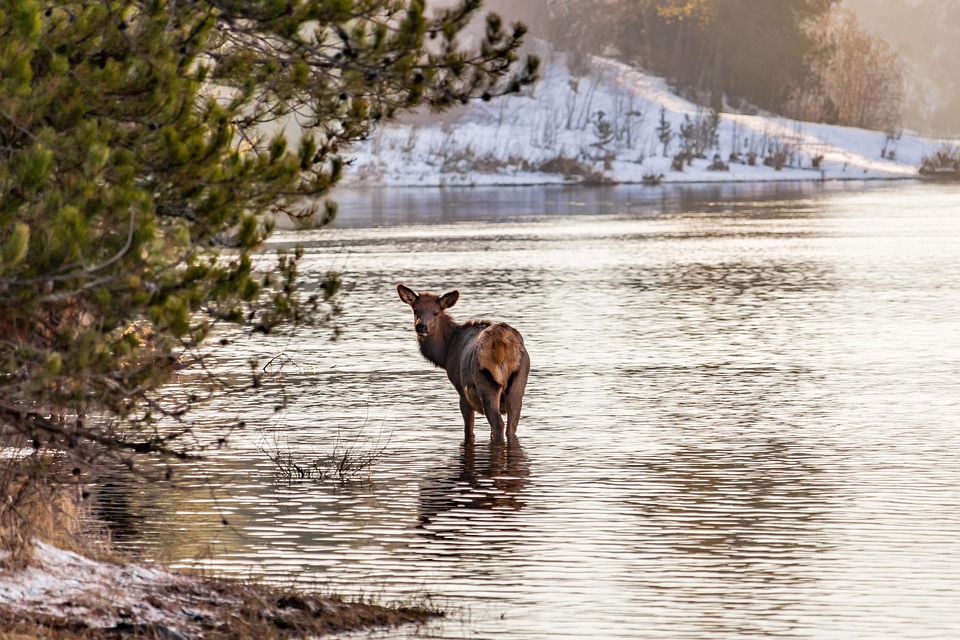 elk rock island