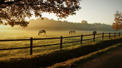 dorris ranch