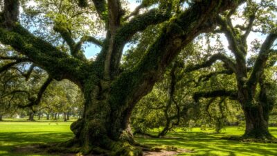 oak alley plantation