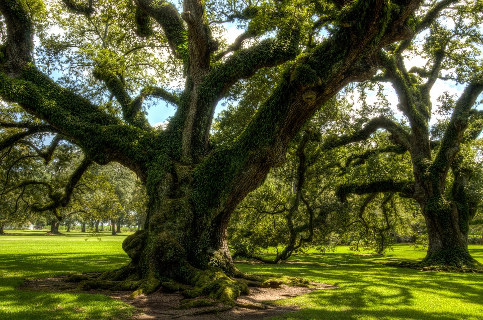 oak alley plantation