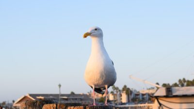 redondo beach pier