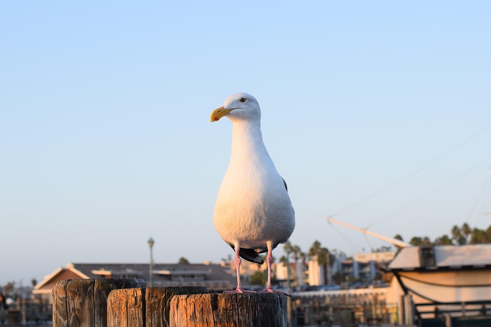 redondo beach pier