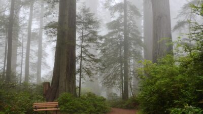 redwood national and state parks