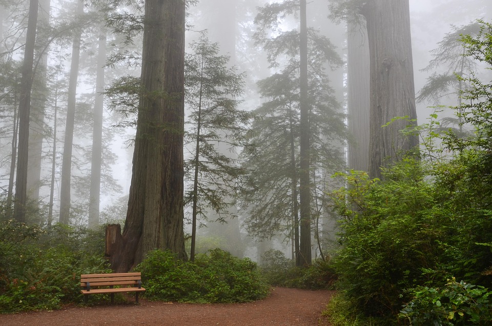 redwood national and state parks